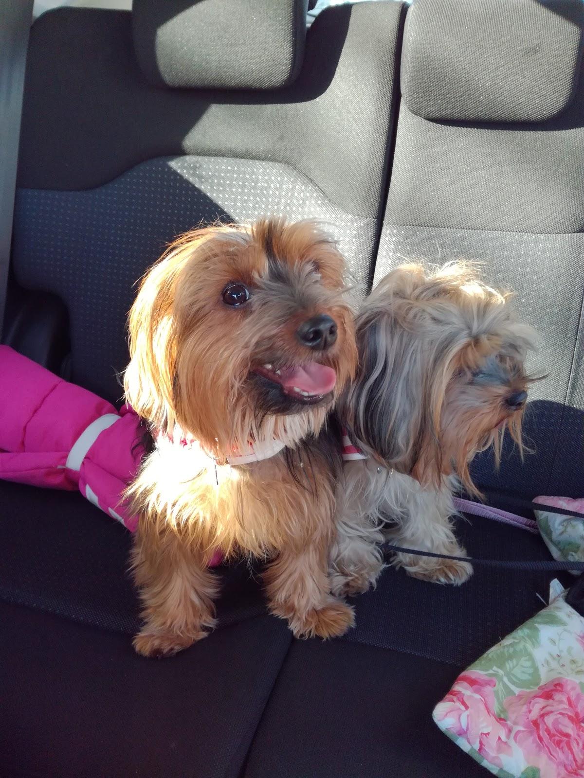 Estação Animal Clínica Veterinária