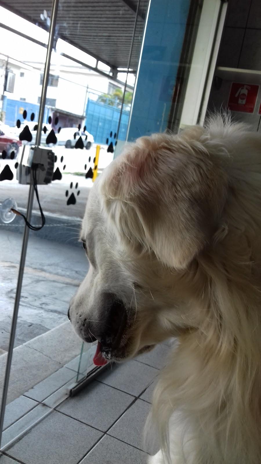 Pet Star Clínica Veterinária