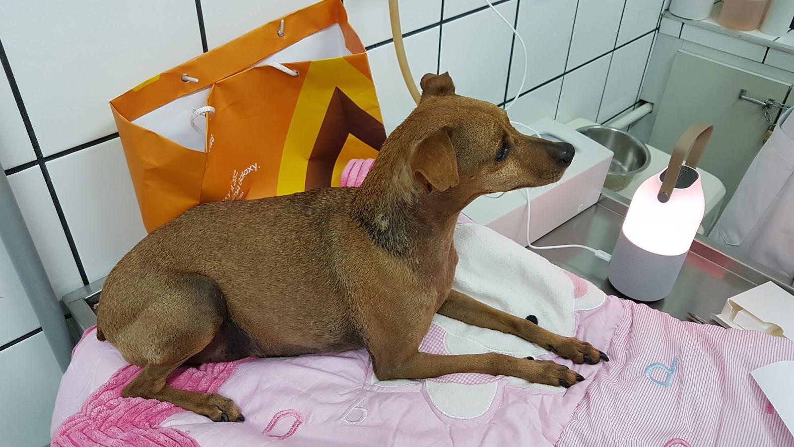 Pet Care Hospital Veterinario