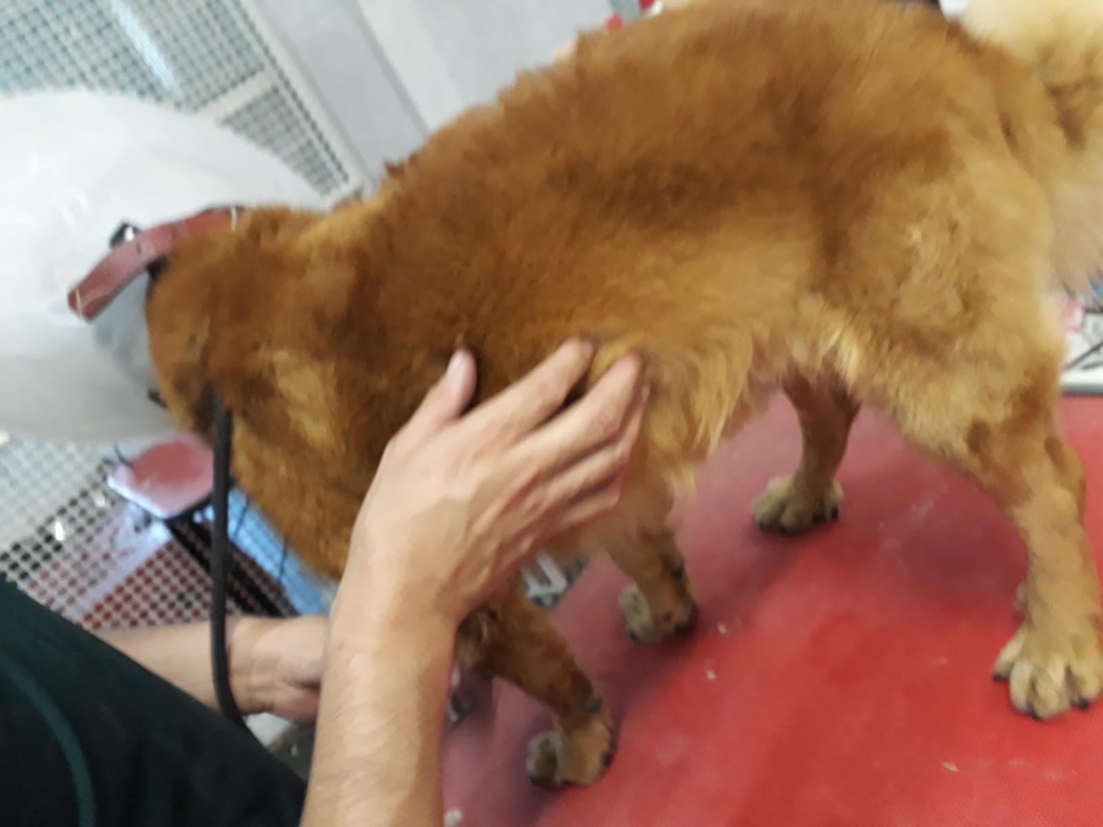 St. Lazarus Veterinary Clinic and Petshop