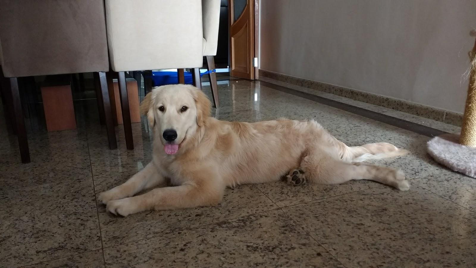 Cão de Mel