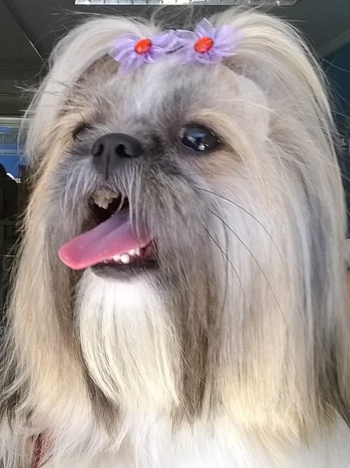 pet sampa