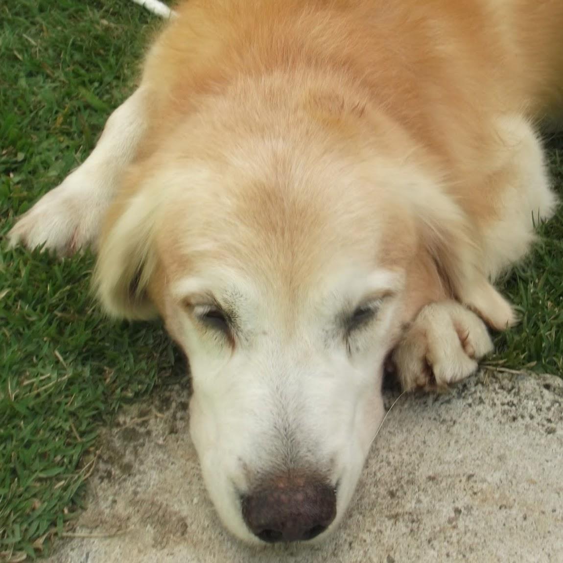 In-cão Clube Canino