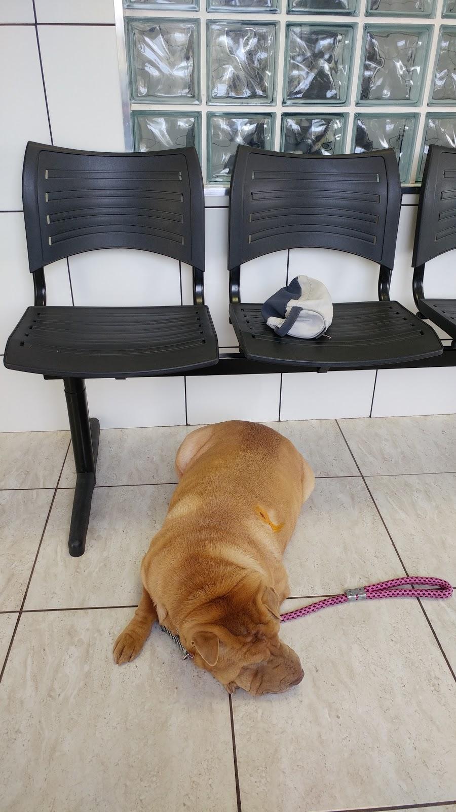 Clínica Veterinária Fênix