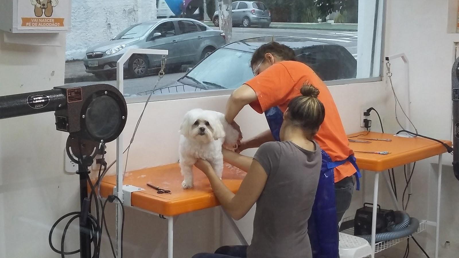 Meu Pet Laranja Lima