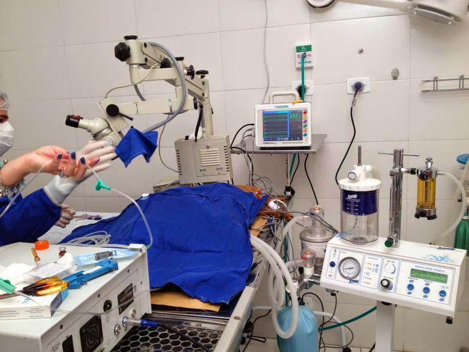 Veterinary Vet People's Hospital