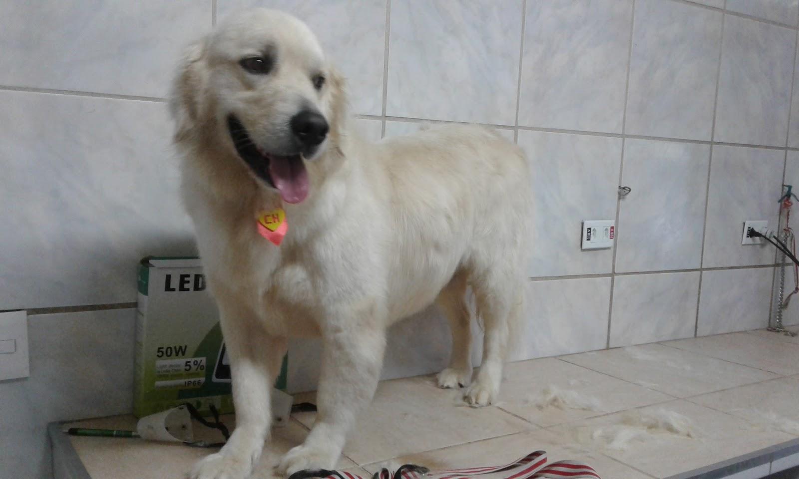 Paraiso Pet Clinica Veterinária Banho & Tosa