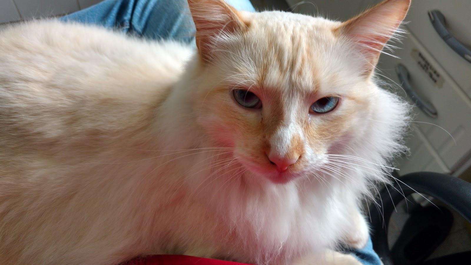 Clínica Veterinária Ferraz Vasconcelos