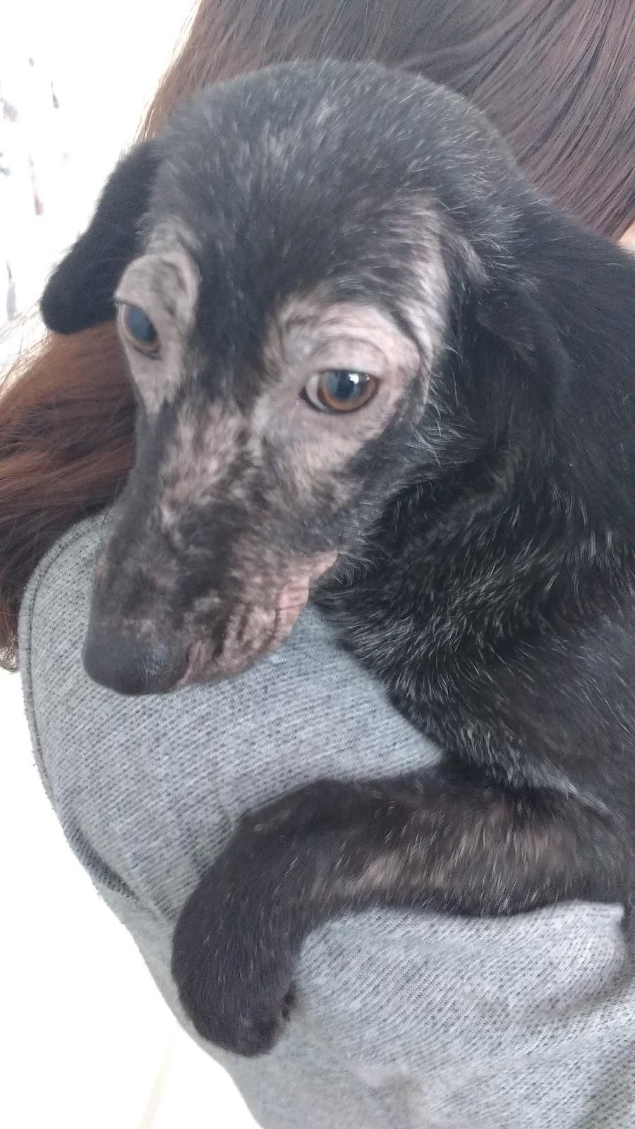 Clinical November XV Veterinary