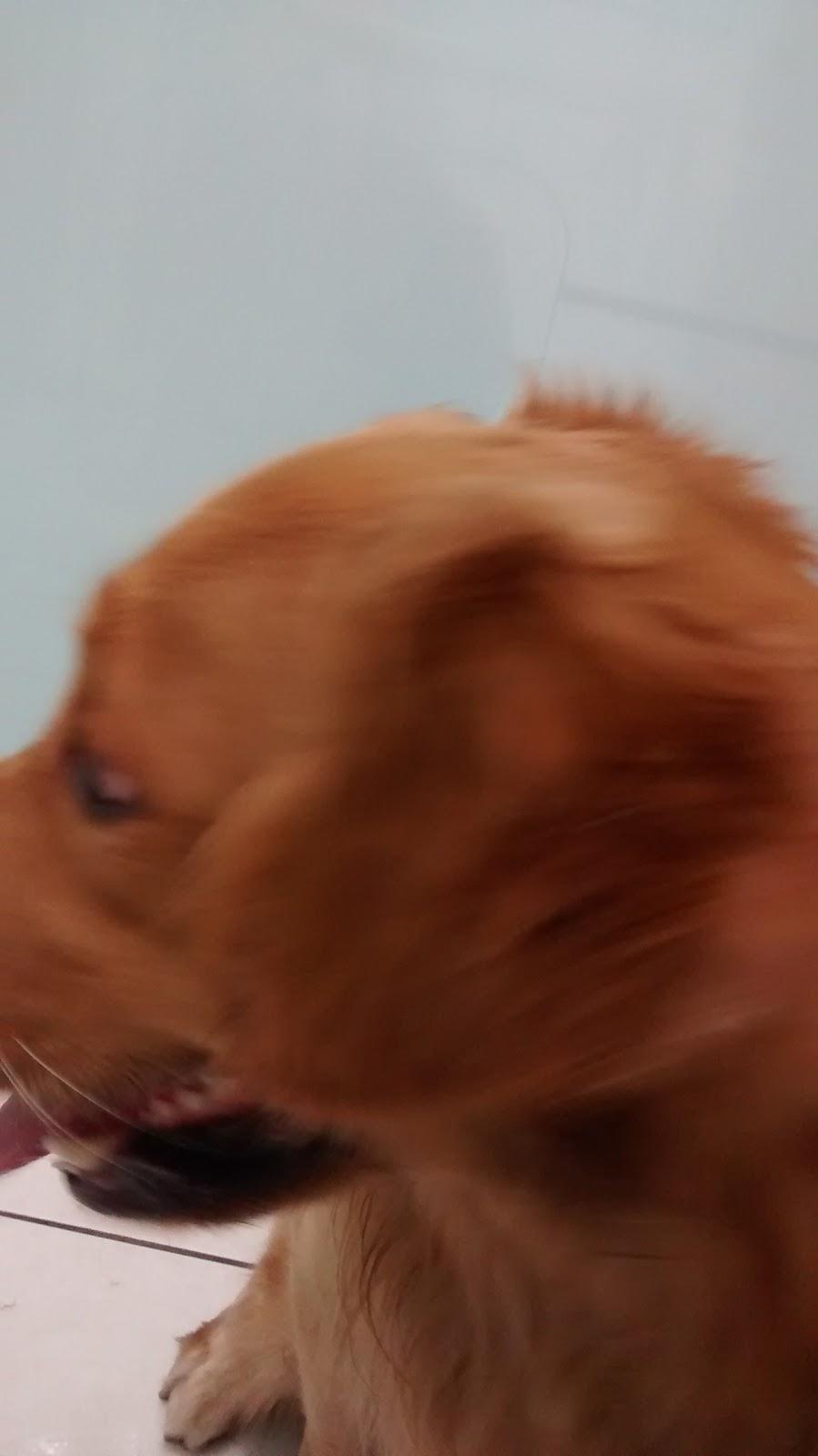 Pet Shop Nova Esperança