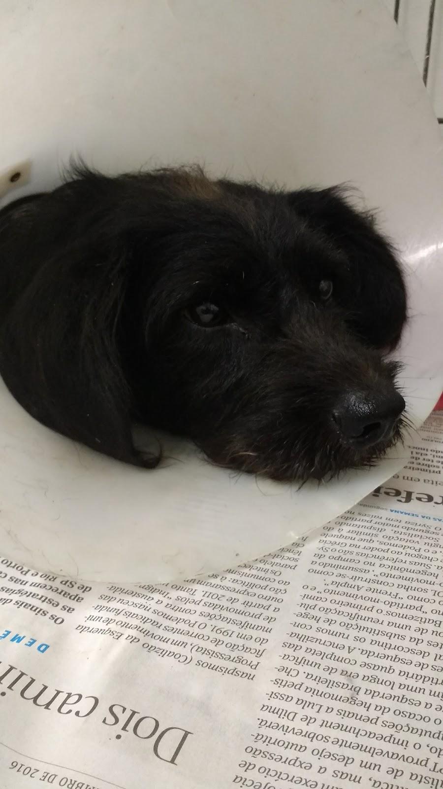 Vivaz Clínica Veterinaria 24 Horas