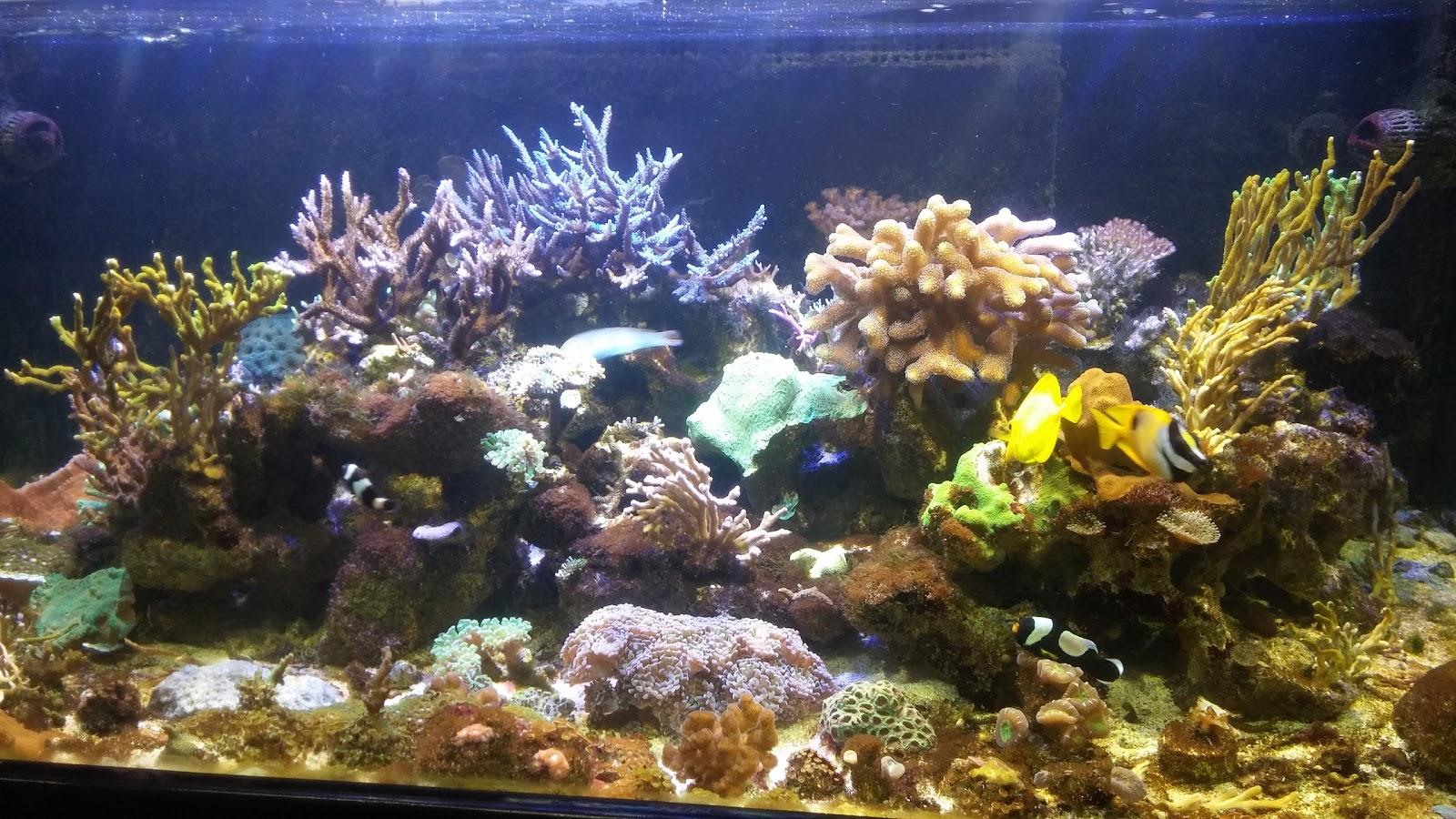 Veterinária Nova Ração