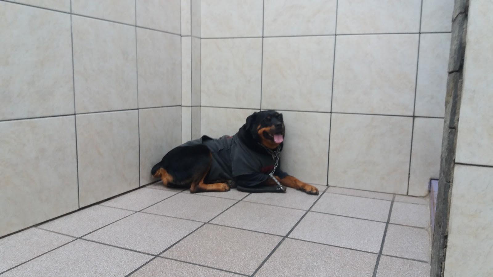 Centro Diagnósticos Veterinários