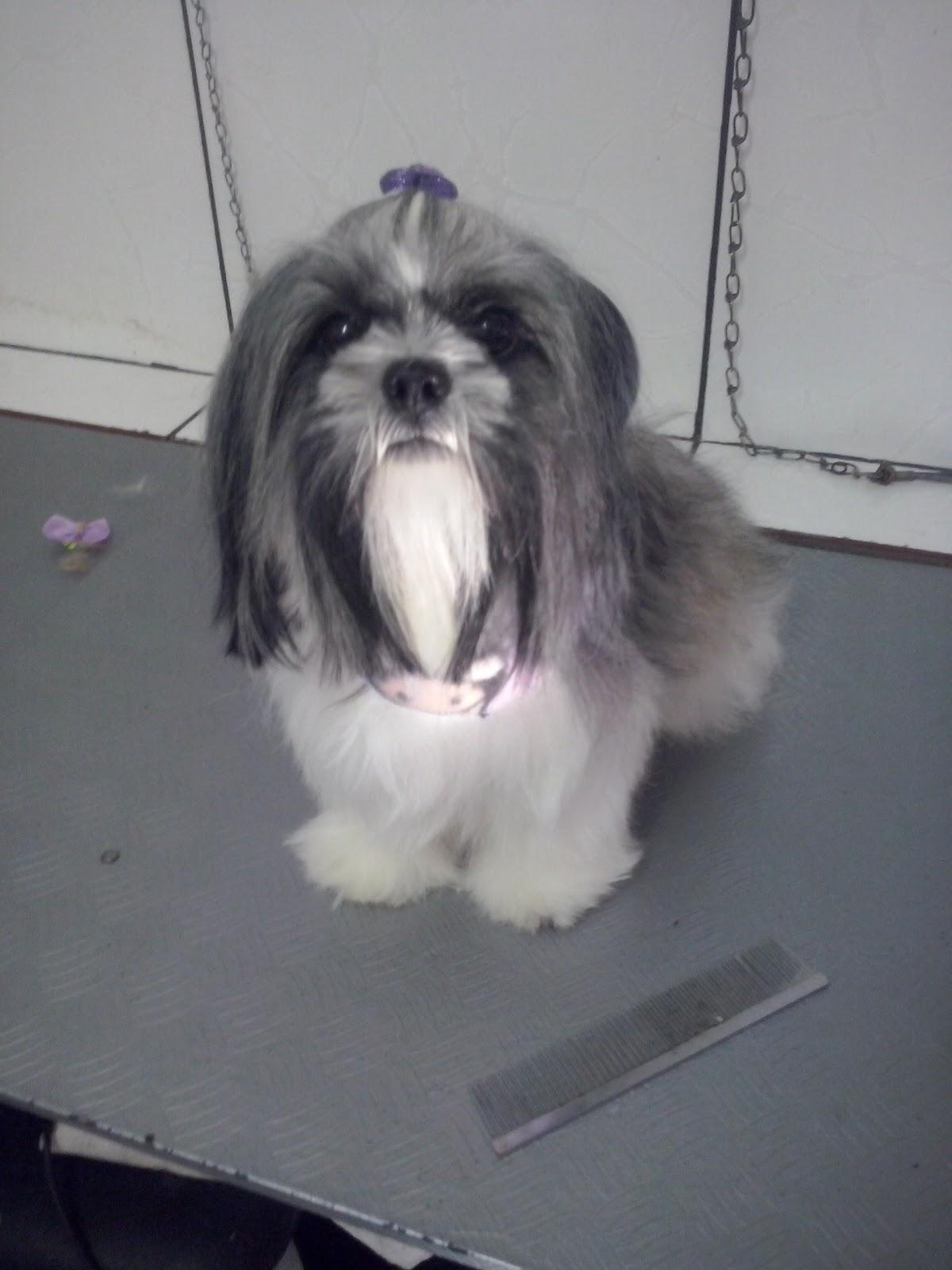 Pet Shop Valentin S Embelezamento e Comércio de Animais