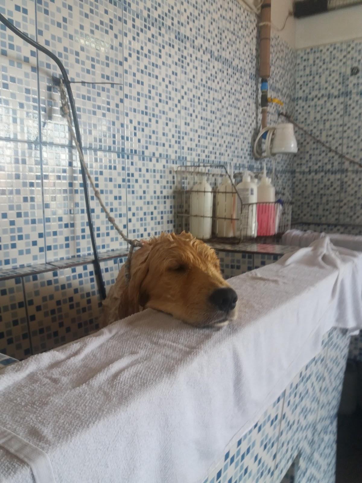 Pet dos Principes