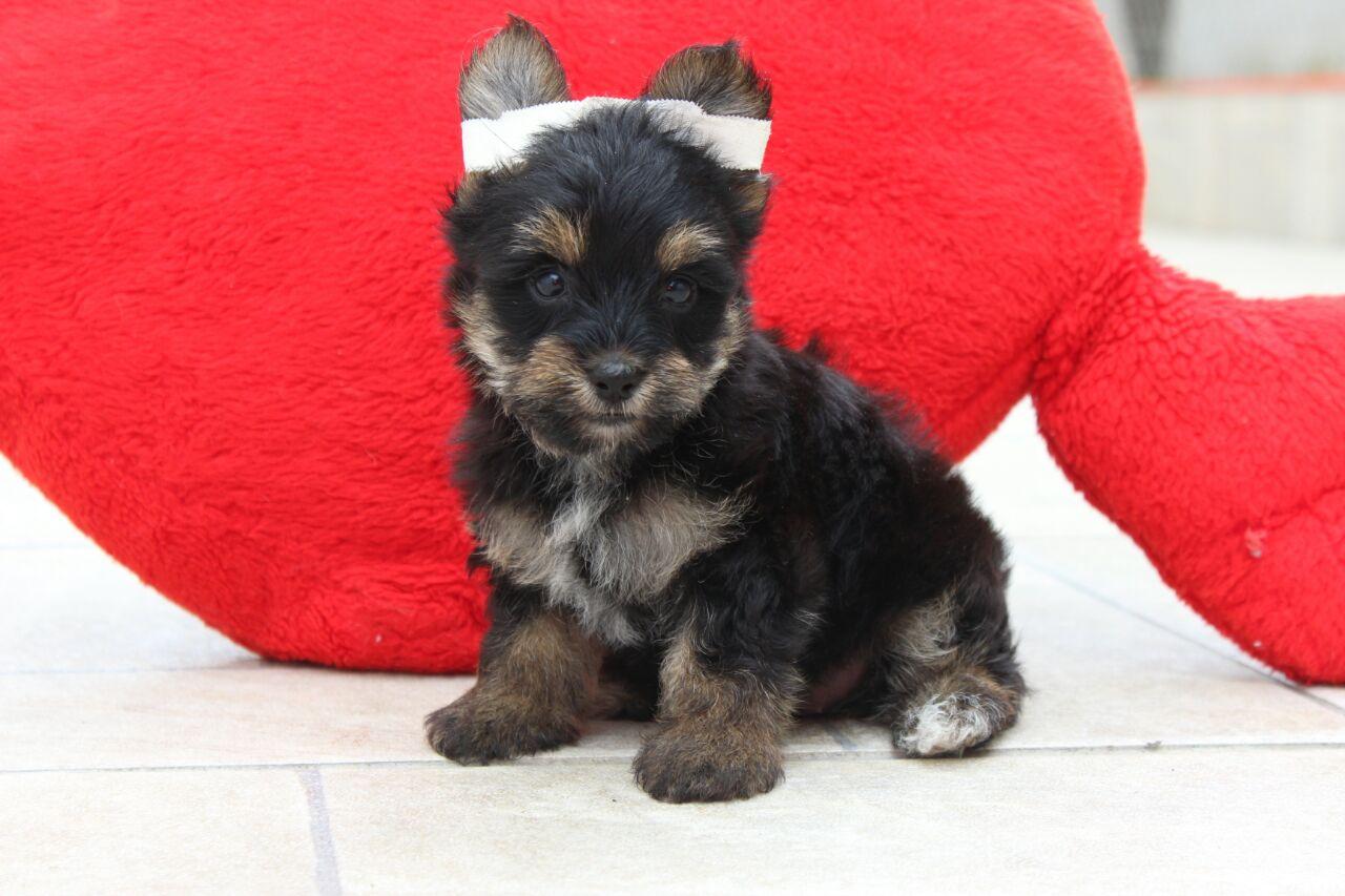 Pet Shop Bicho do Mato