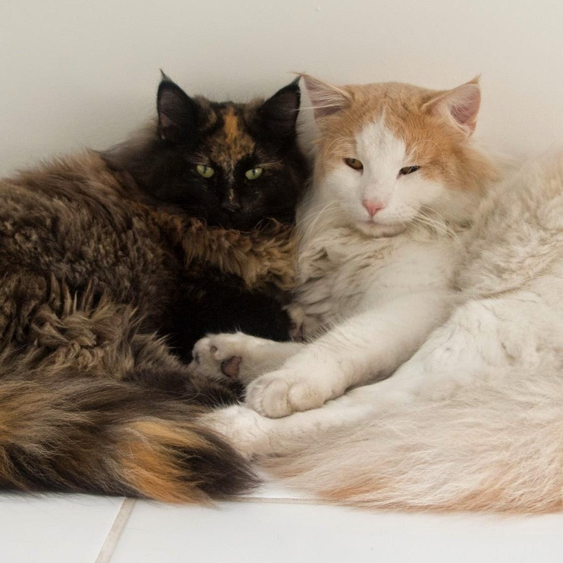 Centro Veterinário Le Belle Feline