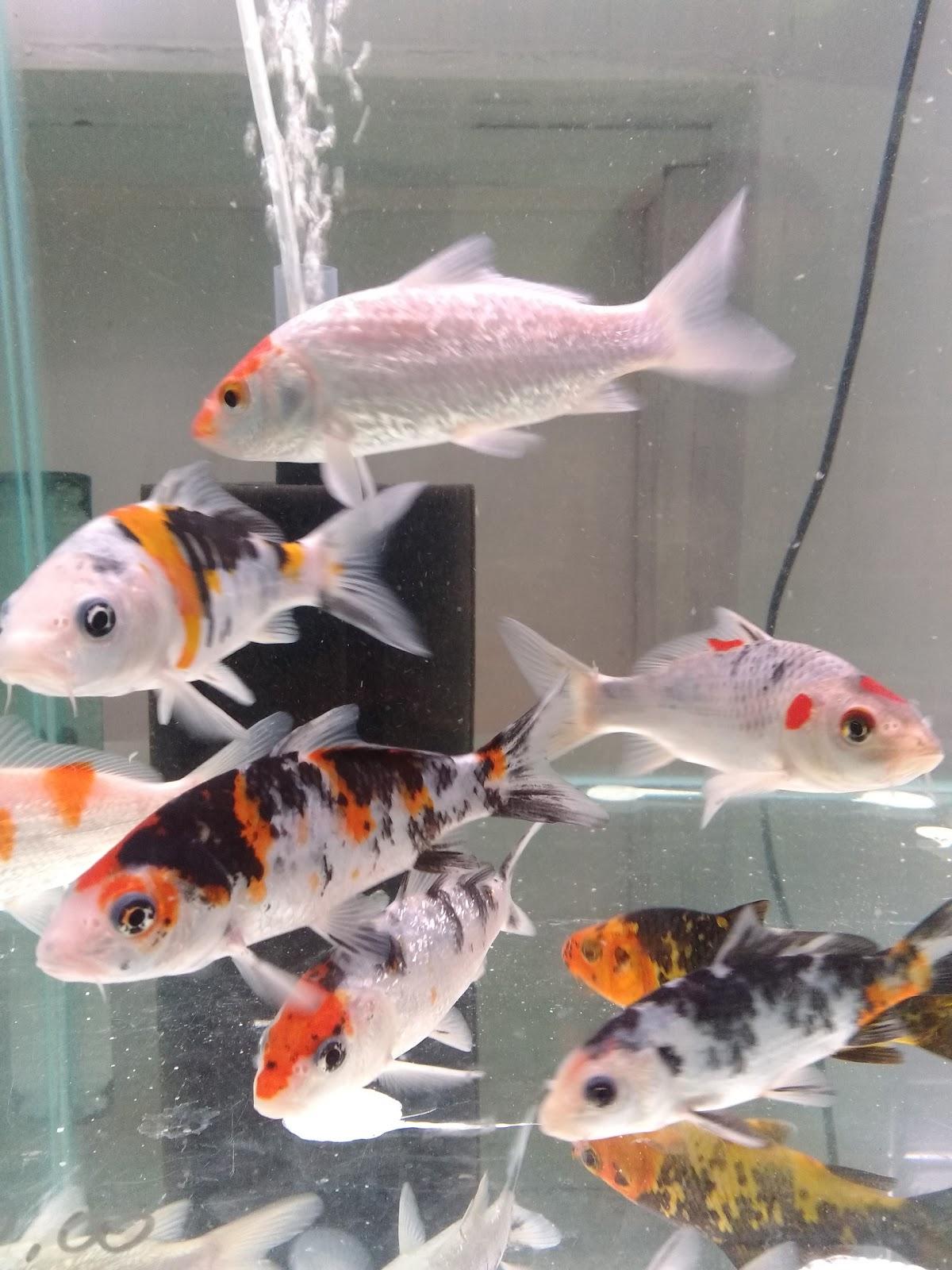 Recanto Dos Aquários E Pet Shop