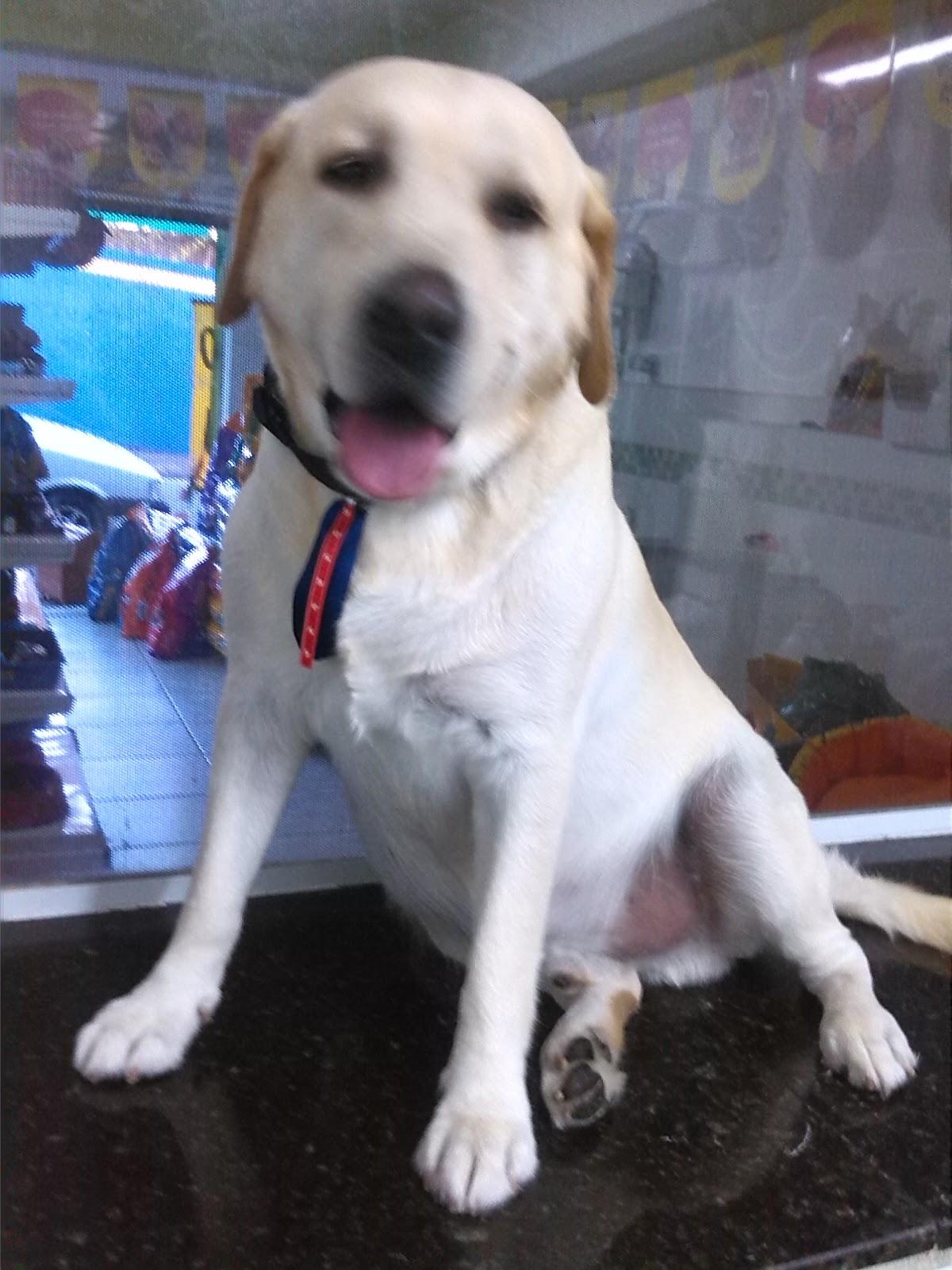 Bichos e Mimos Pet Care