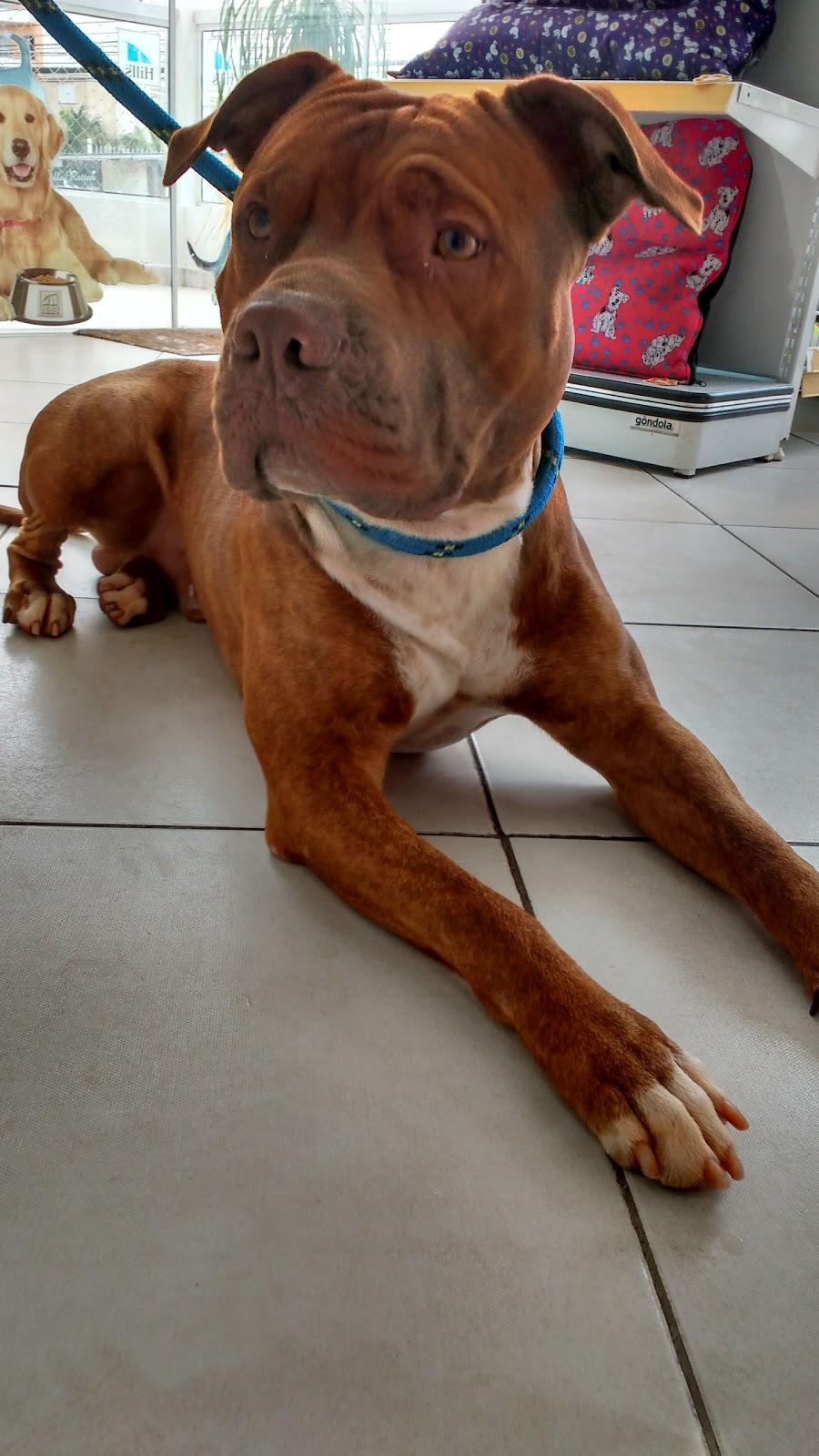 Dogs Ville