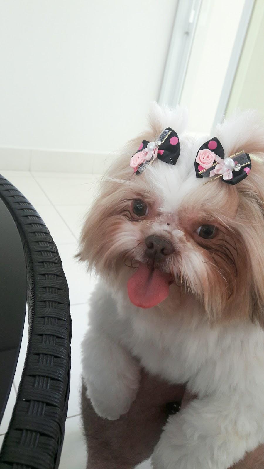 Pet Camp - Jd. do Lago