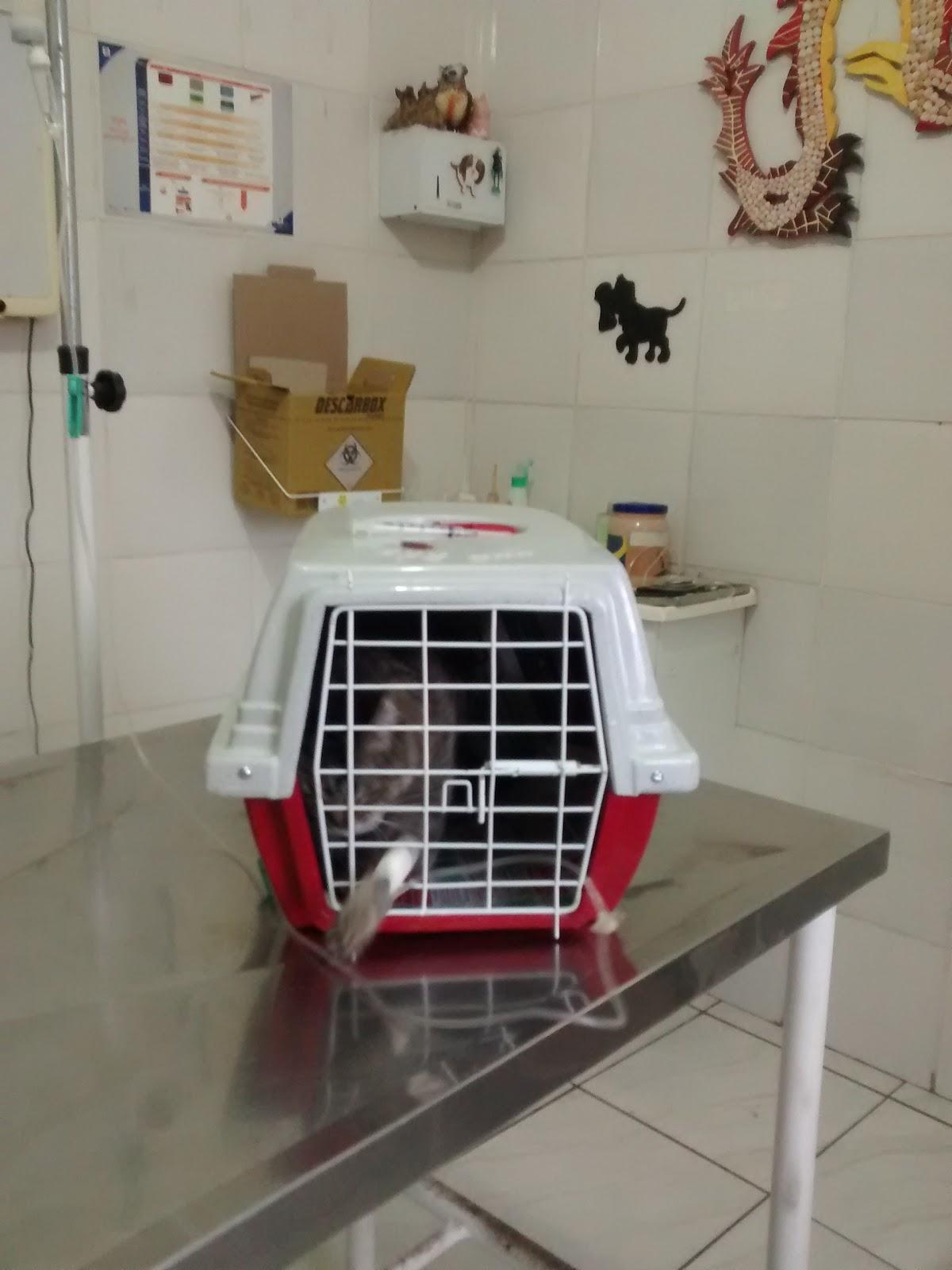 Clinica Veterinária Doce Vida De Cachorro
