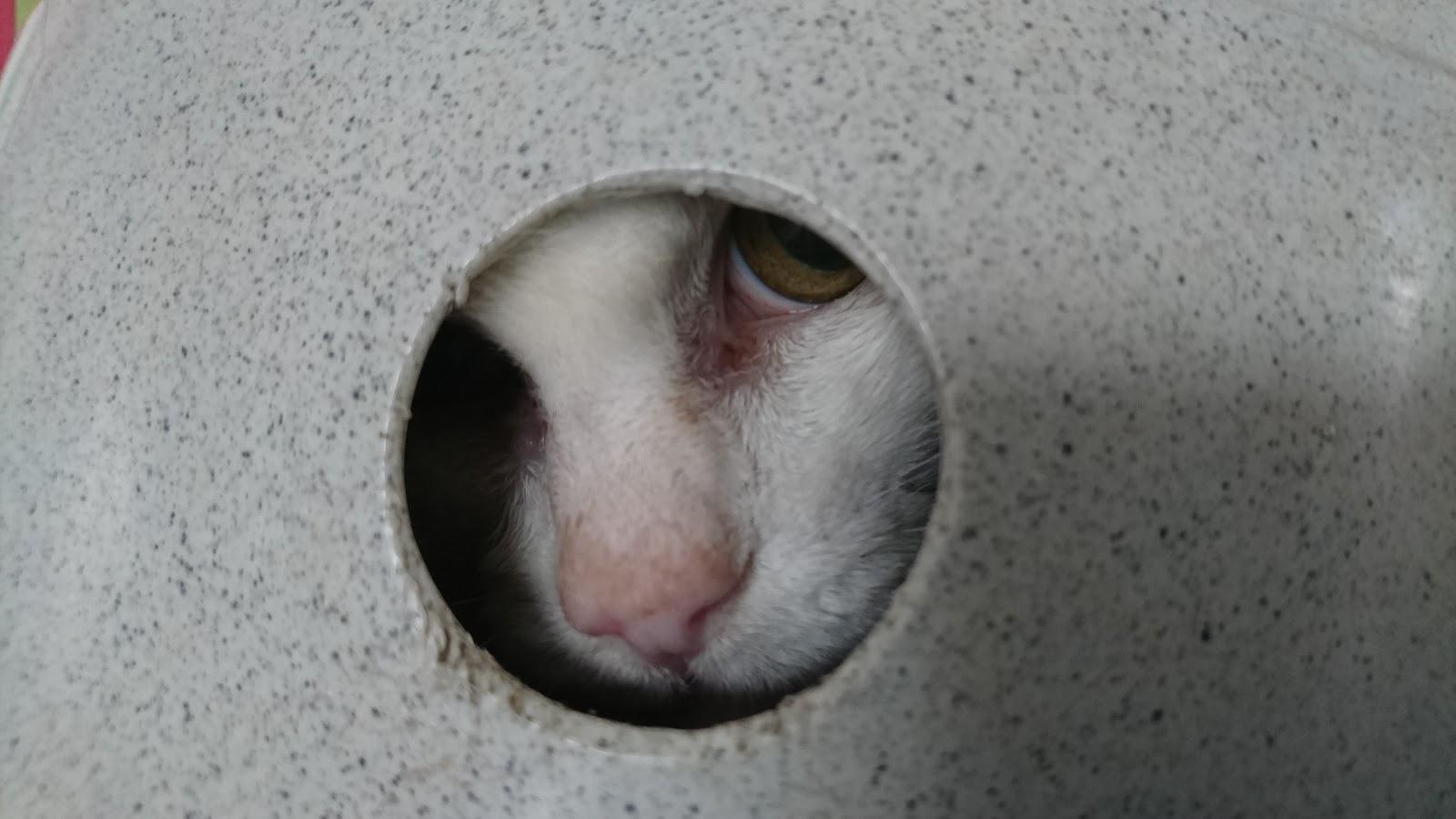 Veterinary Hospital Vicente Moreno