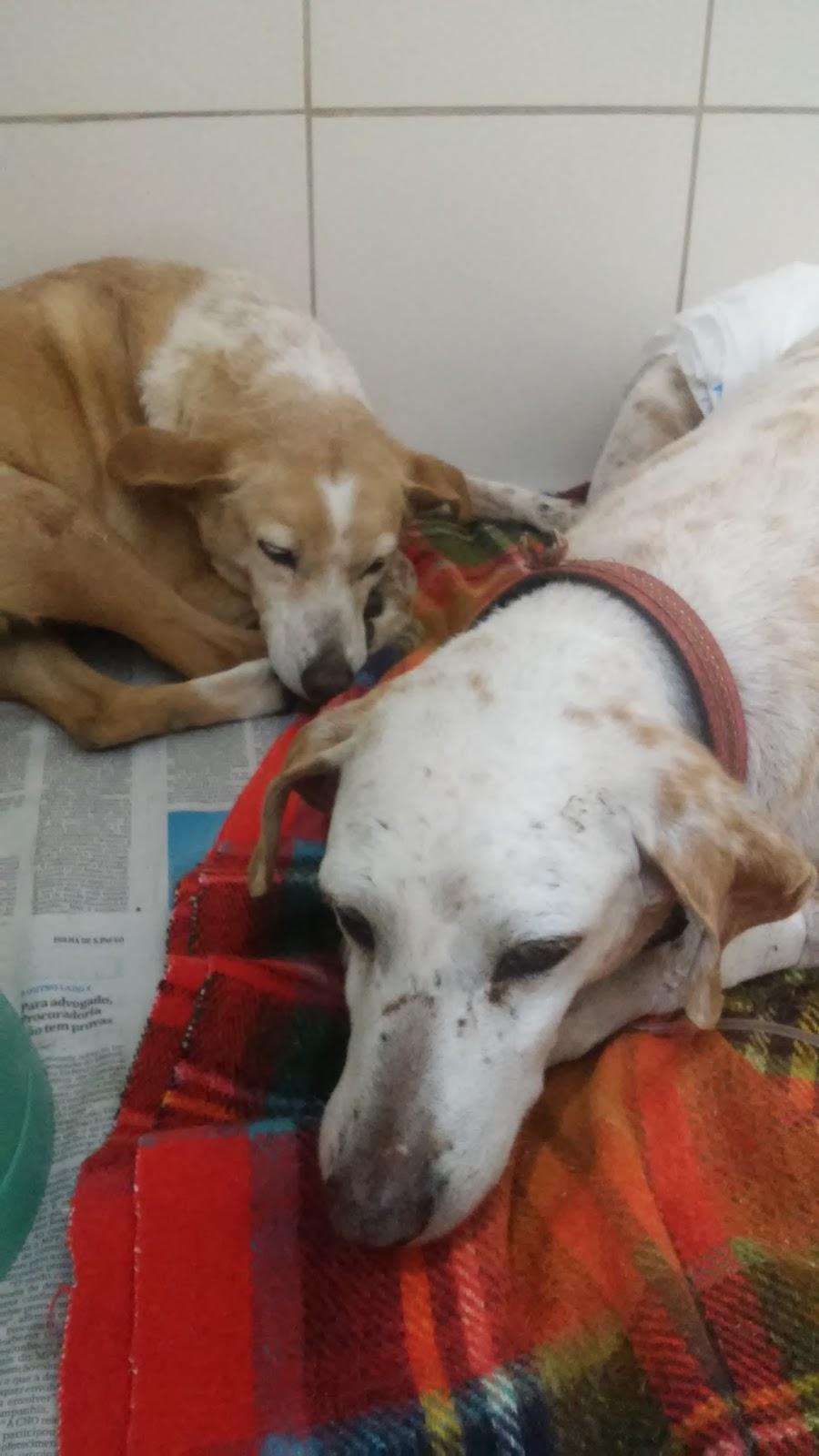 Veterinary Hospital Taquaral