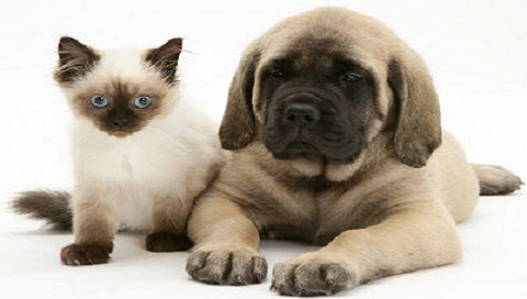 CliniCão Veterinária e Banho e Tosa - Unid. II