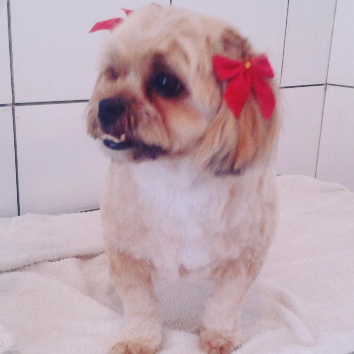 Banho e Tosa 4 Patas