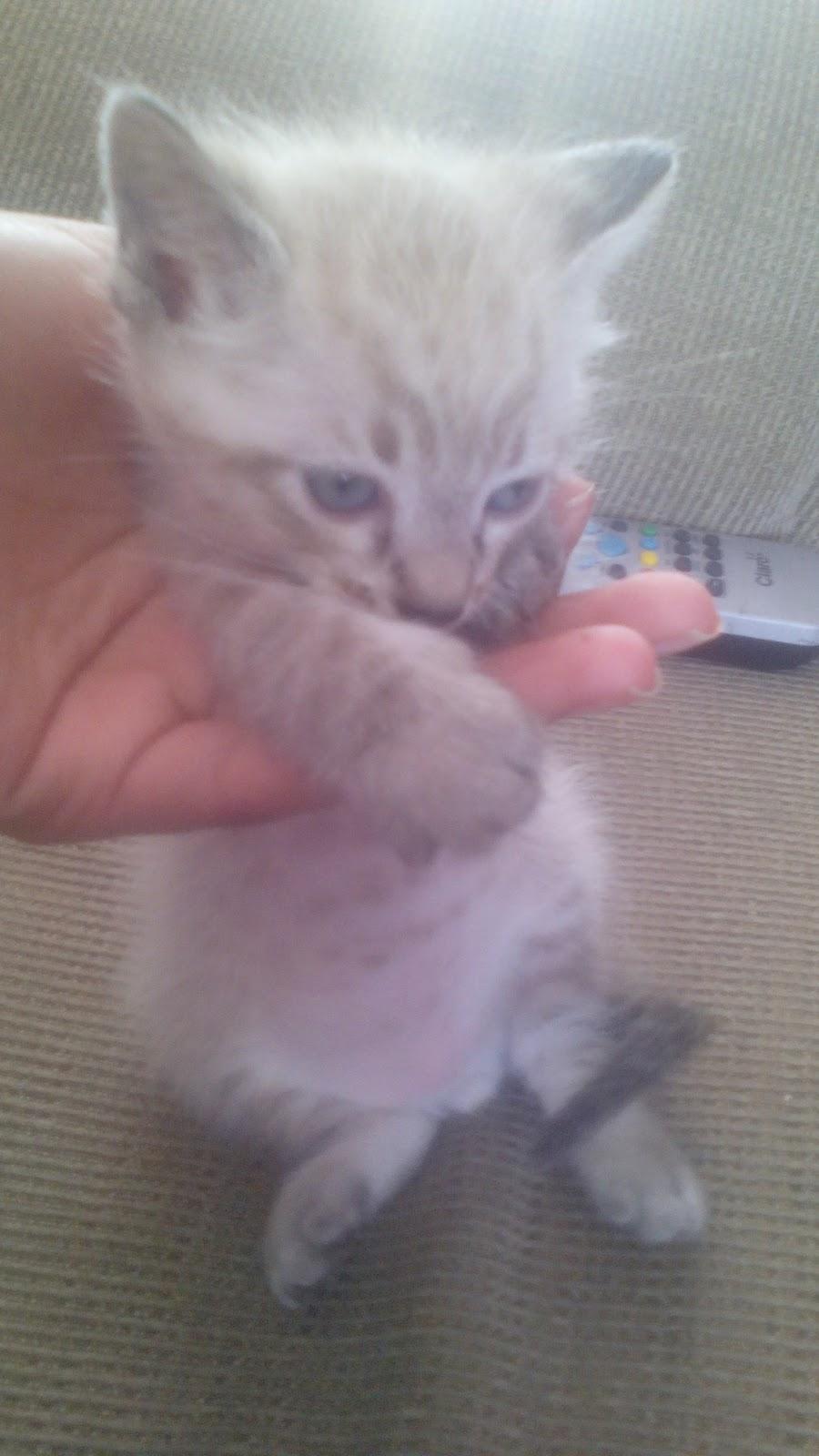 New Dog Rações