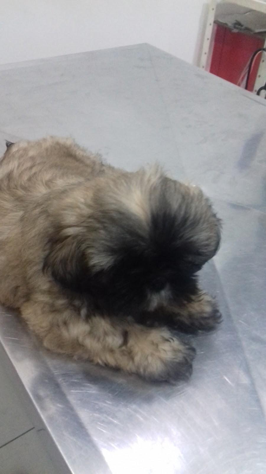 ESPECIALIDADES VETERINÁRIAS CURUPIRA - ARUJÁ
