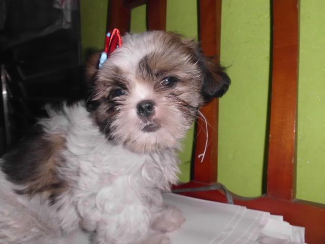 Figaro e Cia Pet Shop