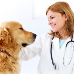 VetSim Clínica Veterinária 24H