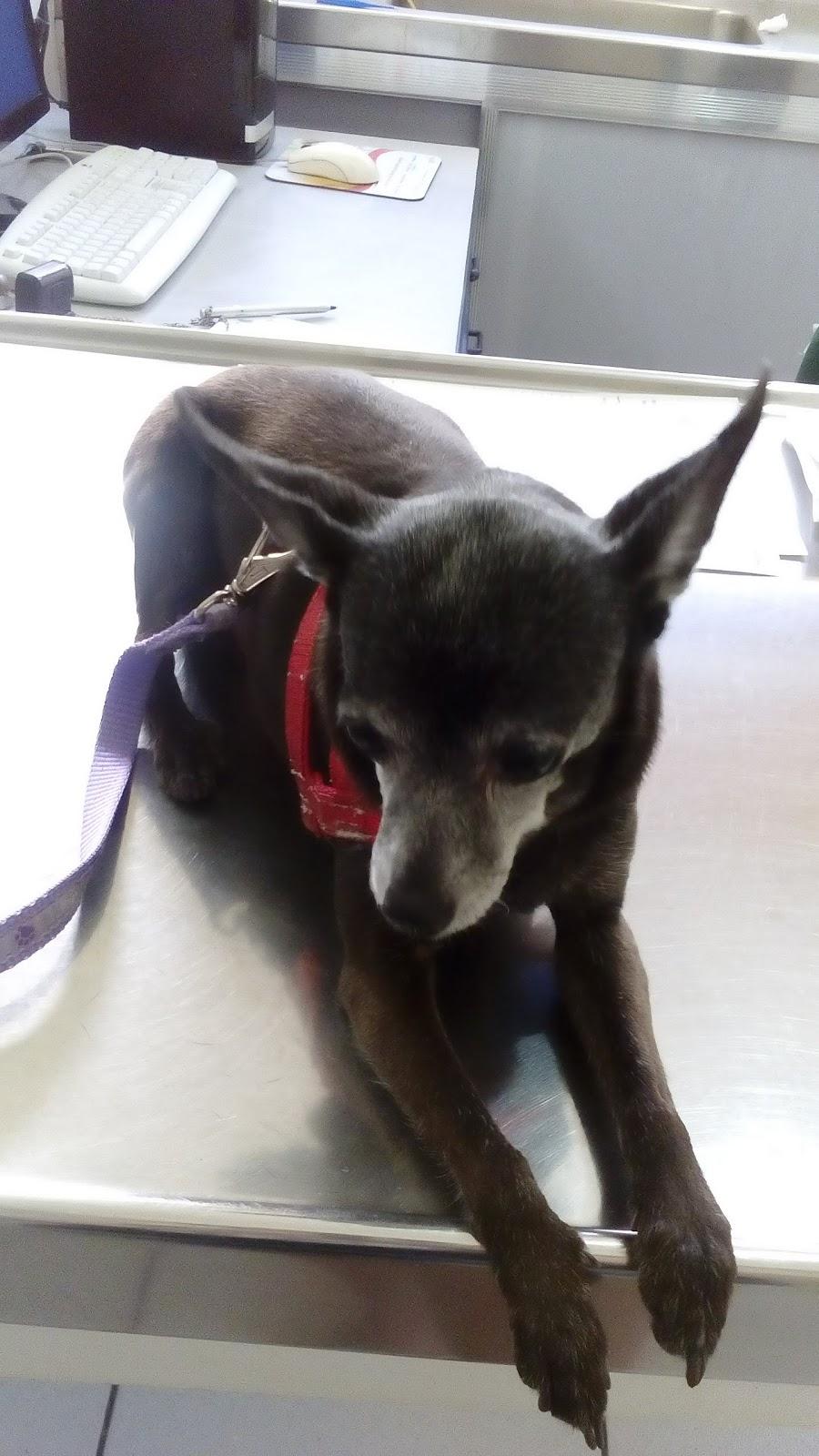 Veterinary Hospital Dr Eicke Bucholtz