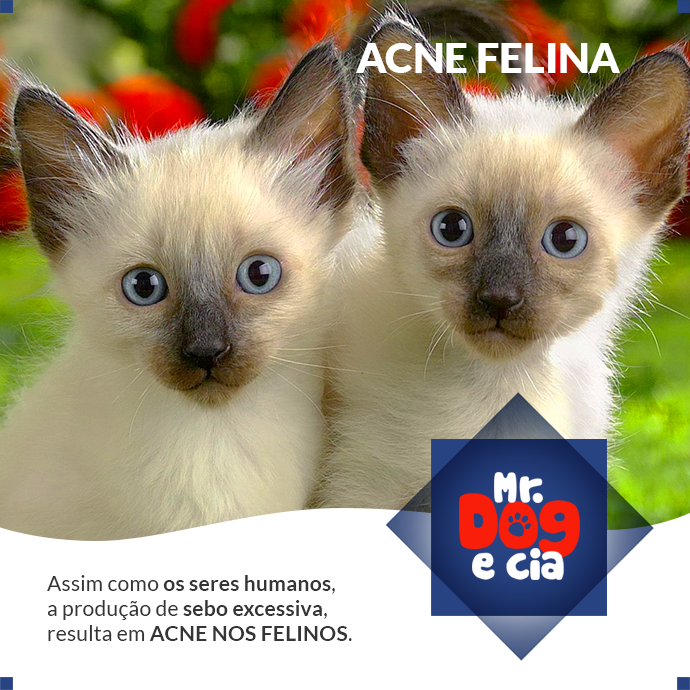 Mr. Dog e Cia