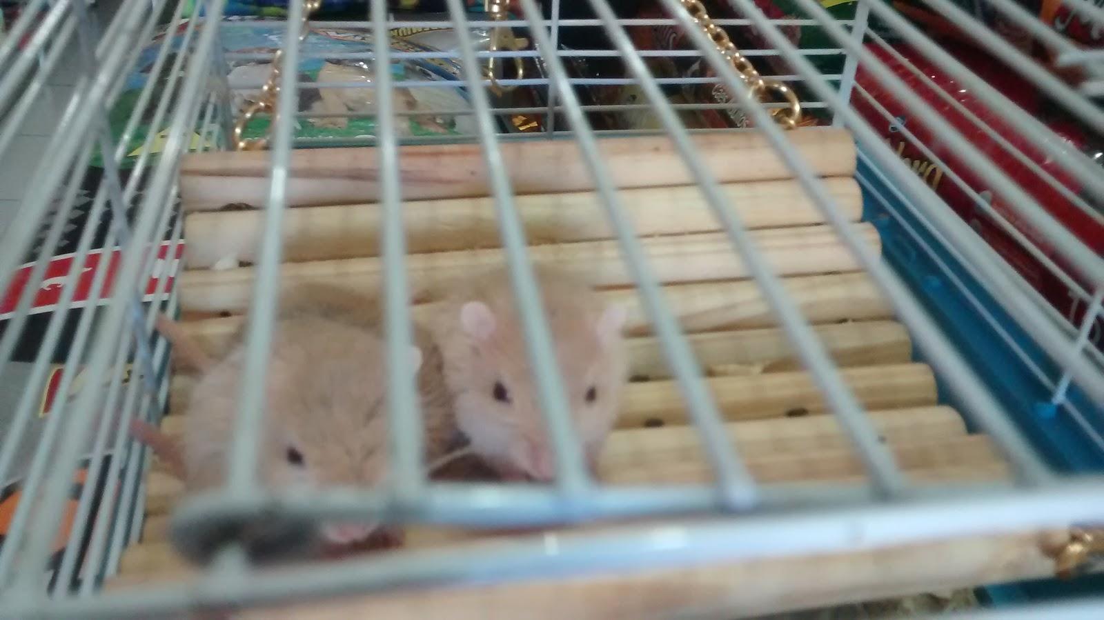 Annymais pet shop