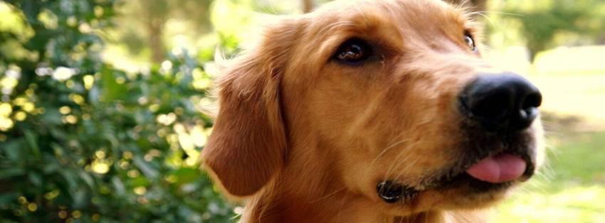 Clinica Veterinária Parque Pet