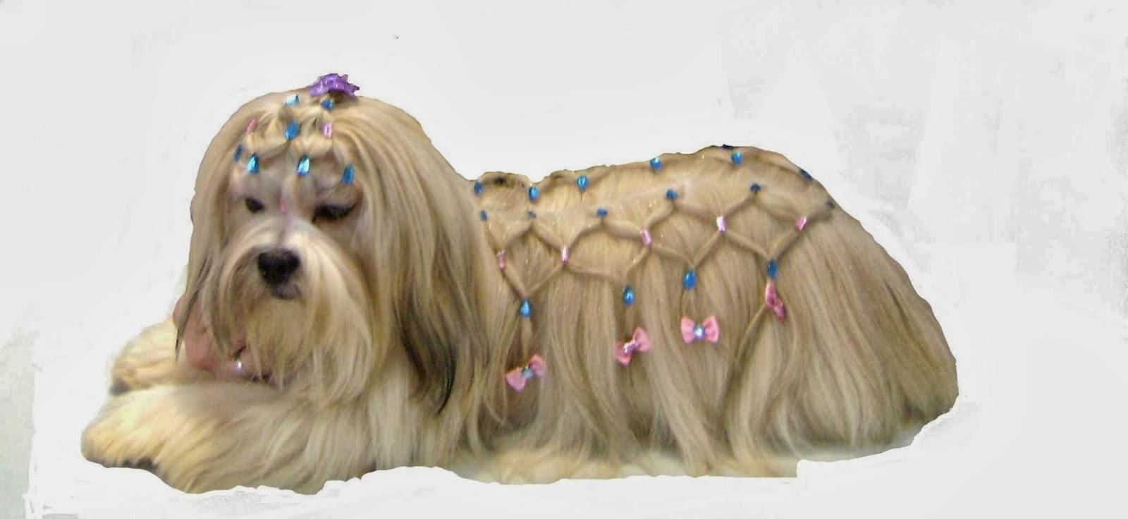 LILICA ESTÉTICA PET