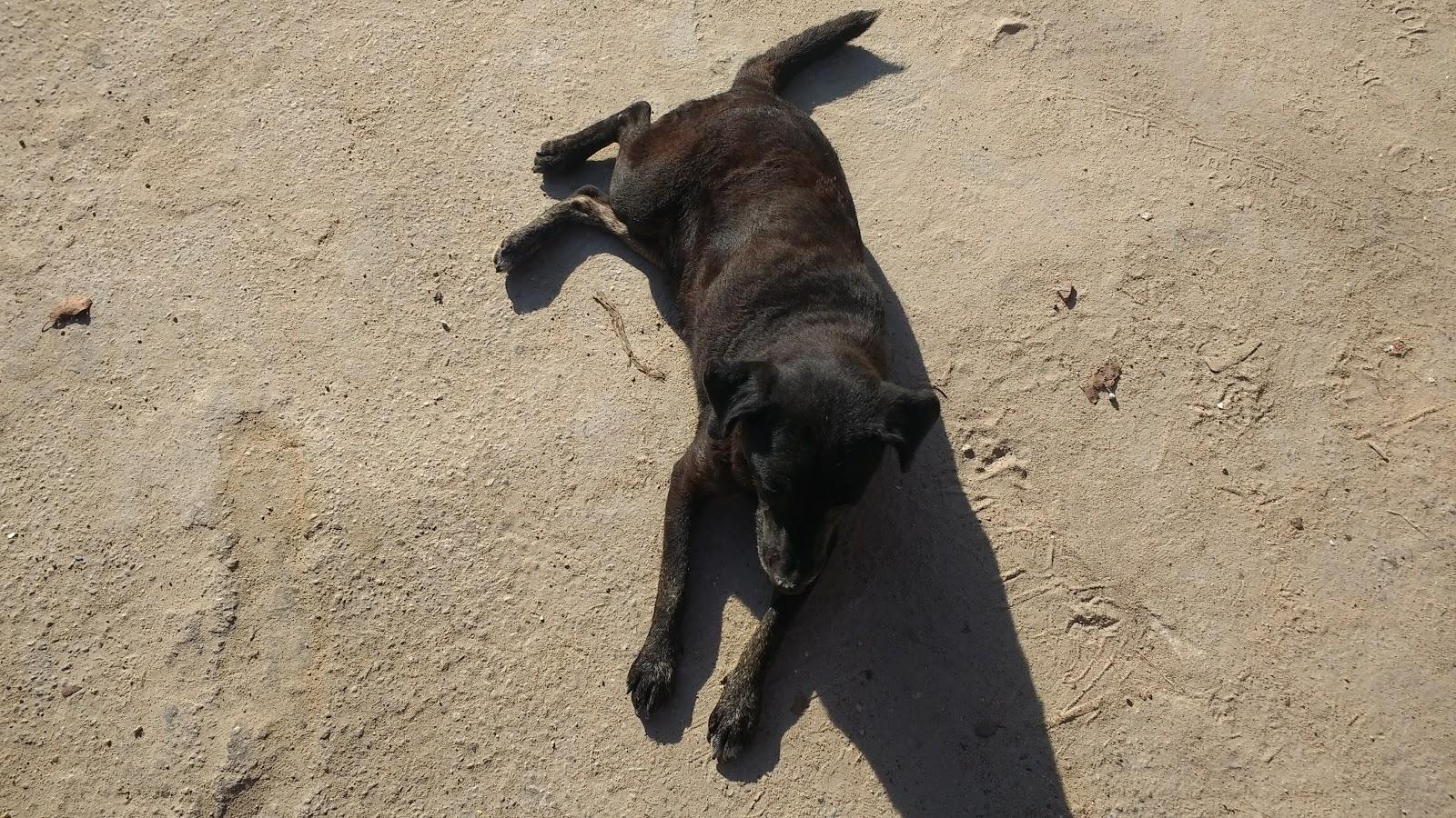 Veterinary clinic CRV