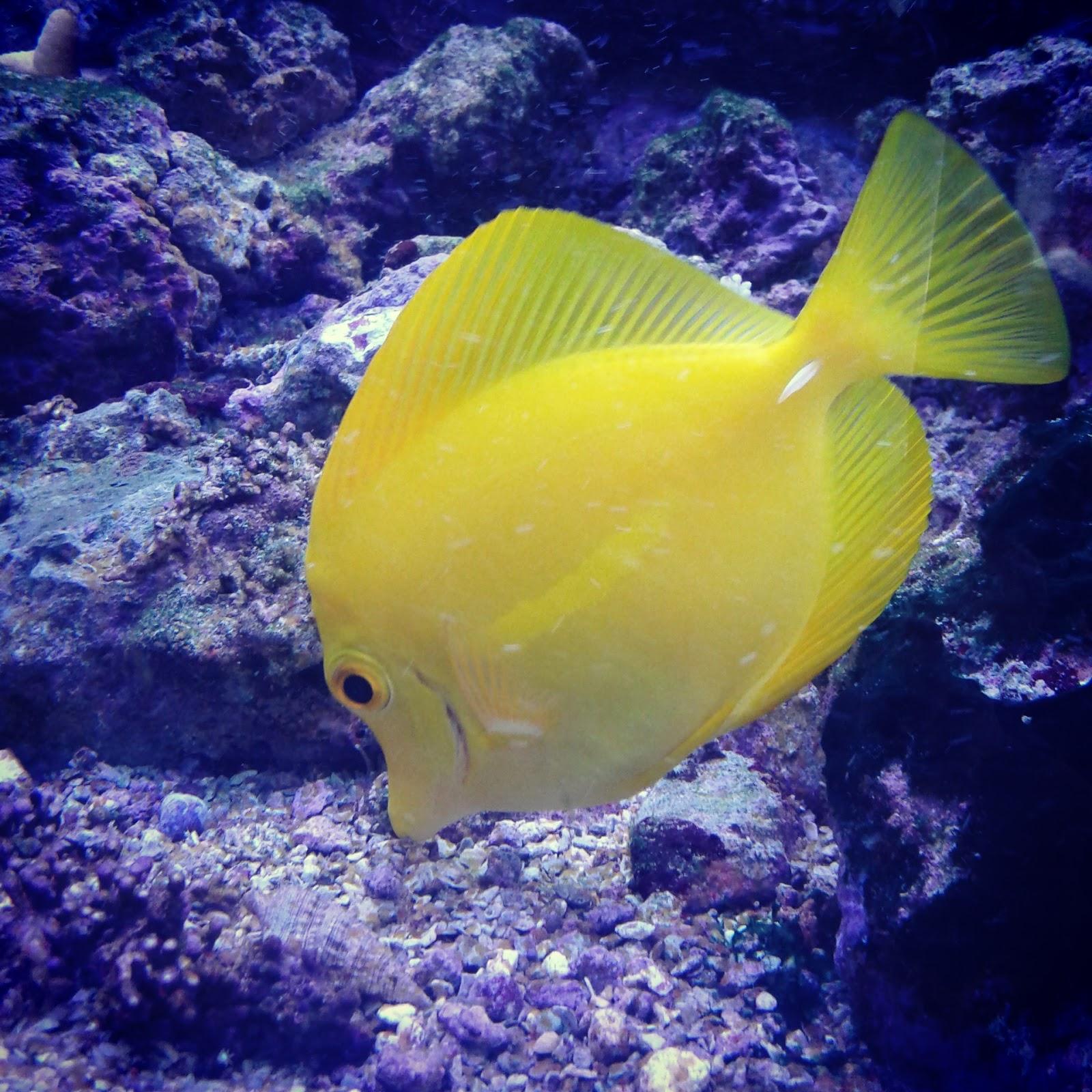 Zanotta Fish