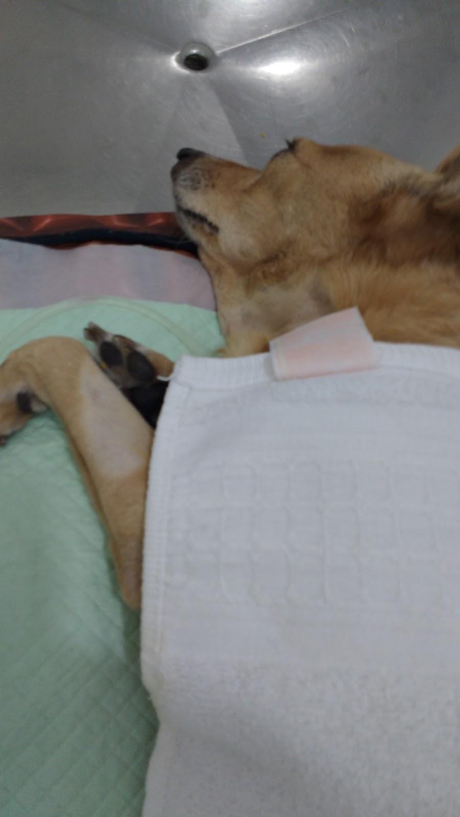 Vida Animal