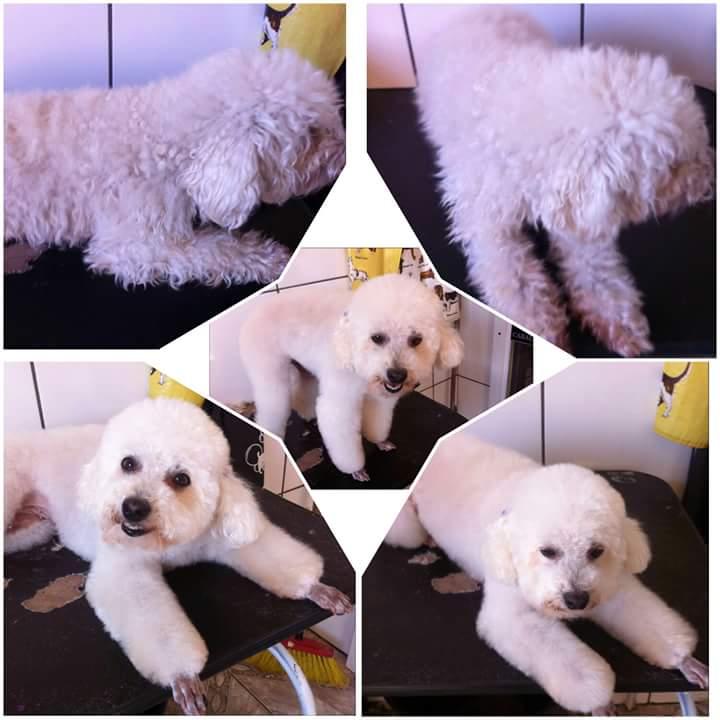 Pet shop Agro Parana