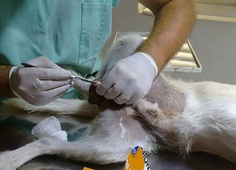 Clínica Veterinária Checchinato
