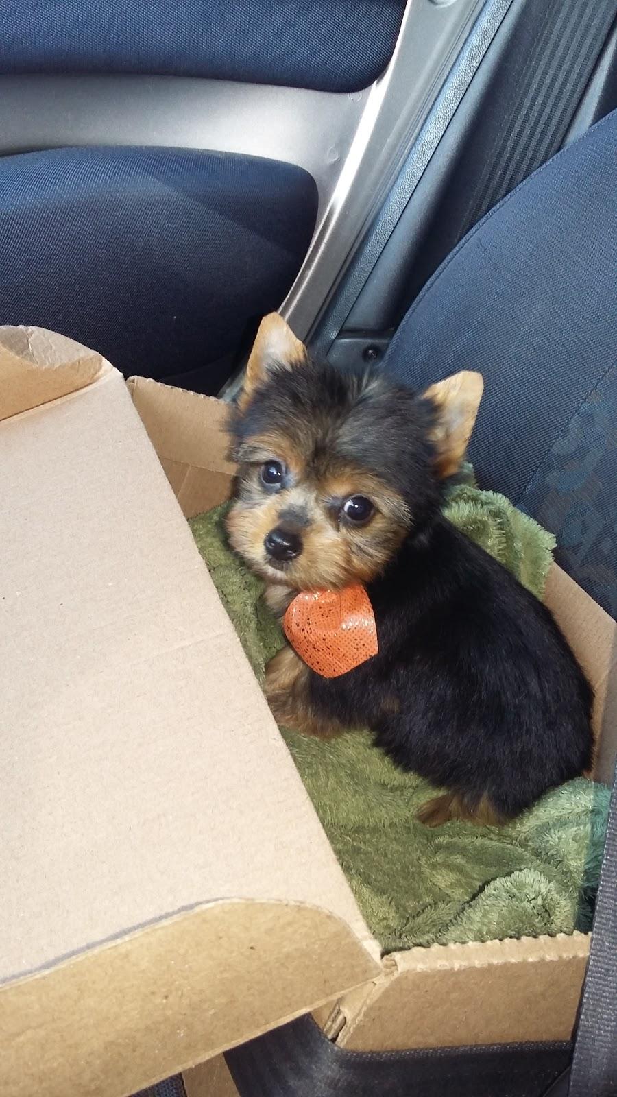 Centro de Estética Canina Jordanopolis