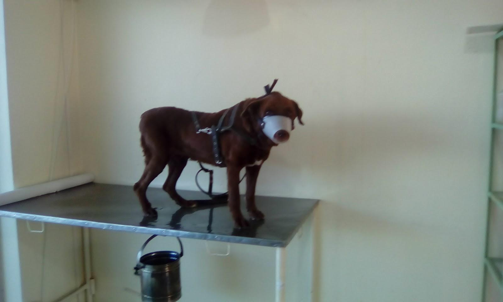 Clínica Veterinária Só Há Animal