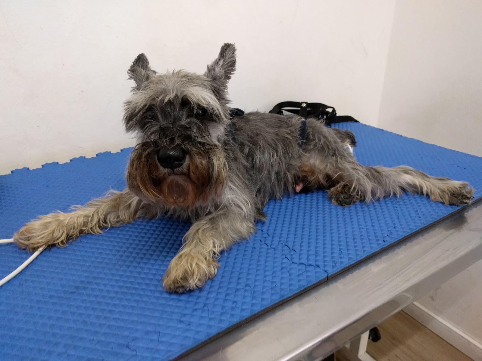 SpazioVet - Acupuntura e Fisioterapia Animal