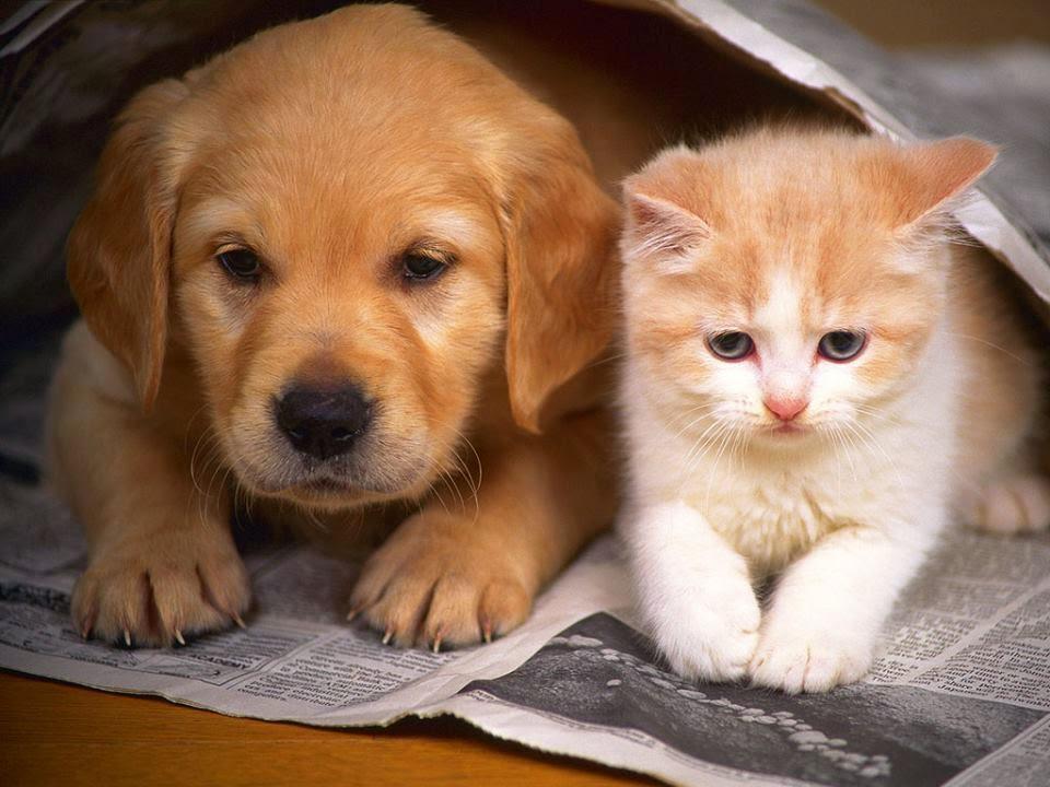 Mundo Bicho Pet Store