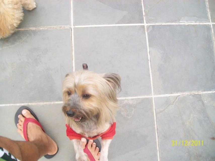 Veterinária Com Amor
