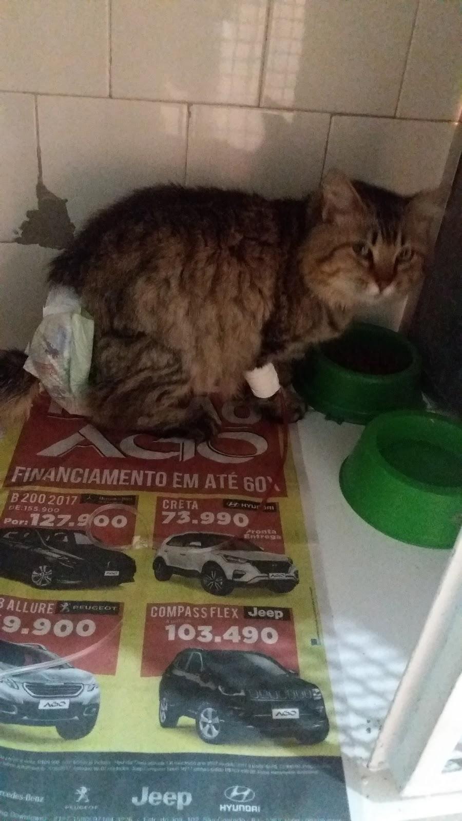 Veterinária Bionicão